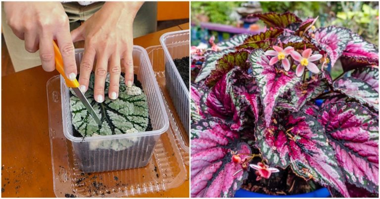 begonie pestovani 768x403 1