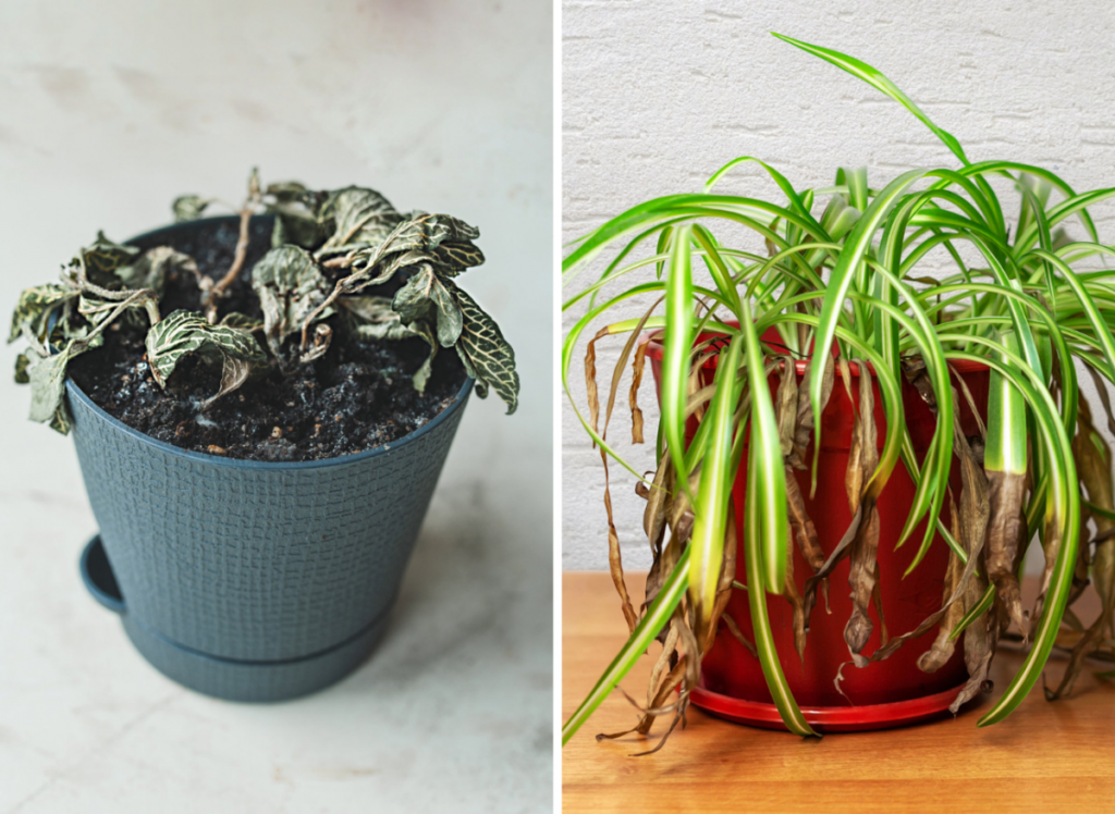 cd0f70e1ce6f91720110d53f38b86d4c 0a92cc1de091e000062a0f6639da74c1 1200x876 1