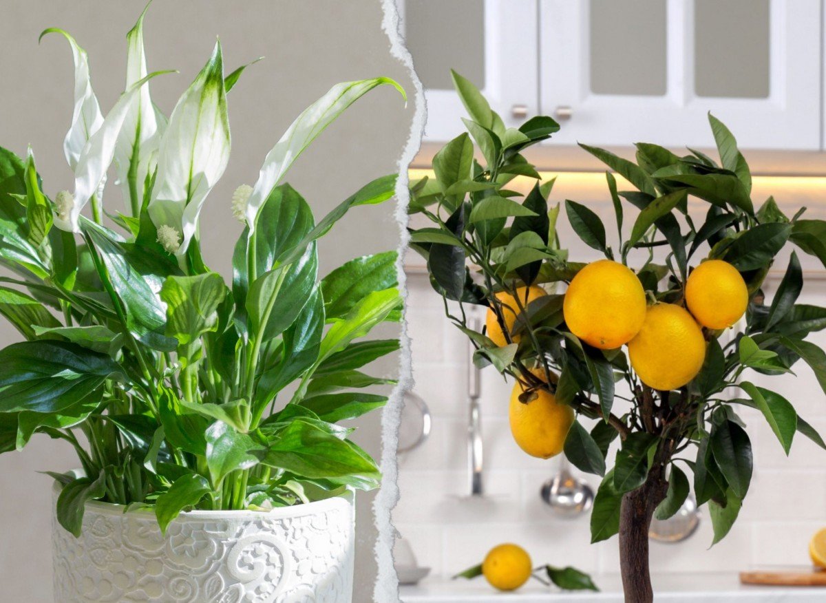 d90d53c3a7acf95e54faefb763df43e2 f2cf185945c2cff2b8fffff98e750b8c 1200x876 1