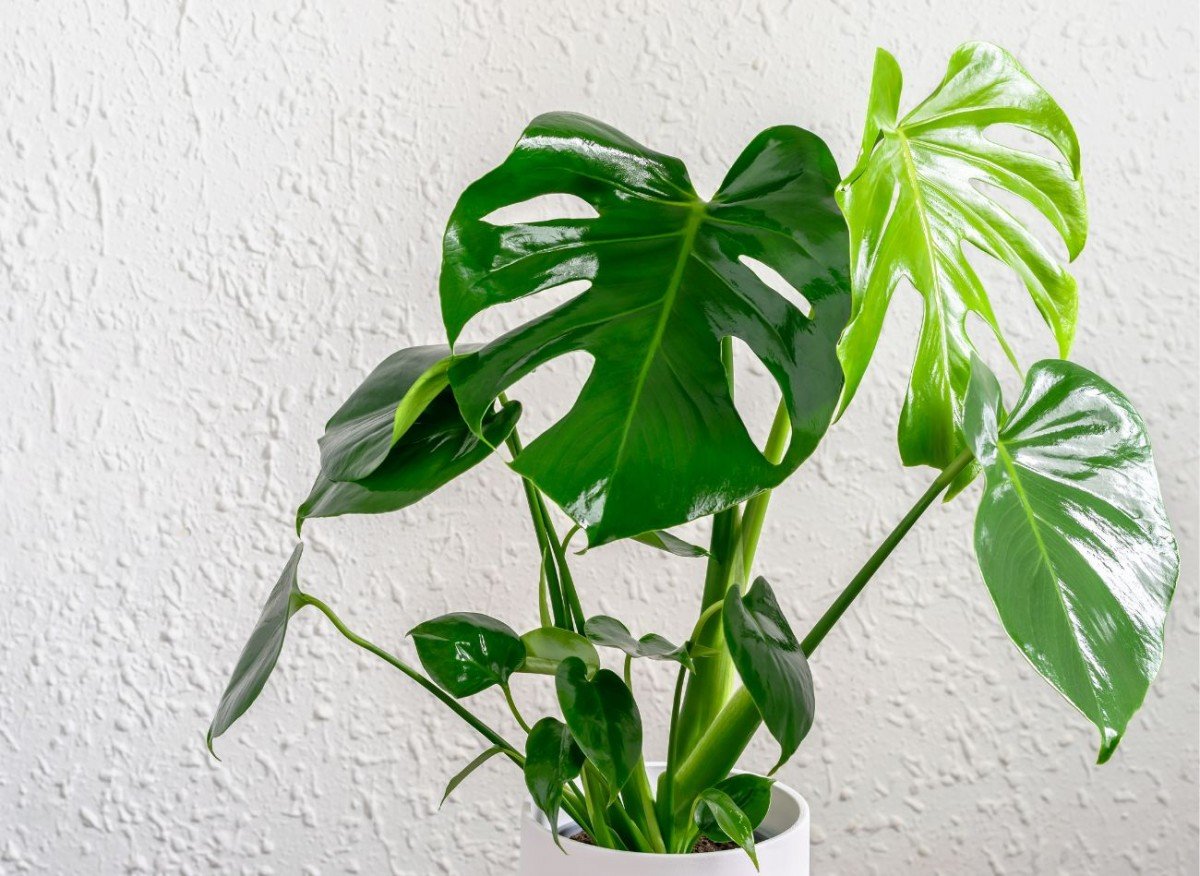 f05a4b33d10b3a79497ba8b86b302052 67c2b8c9b51953e877a1a60870fa9c30 1200x876 1