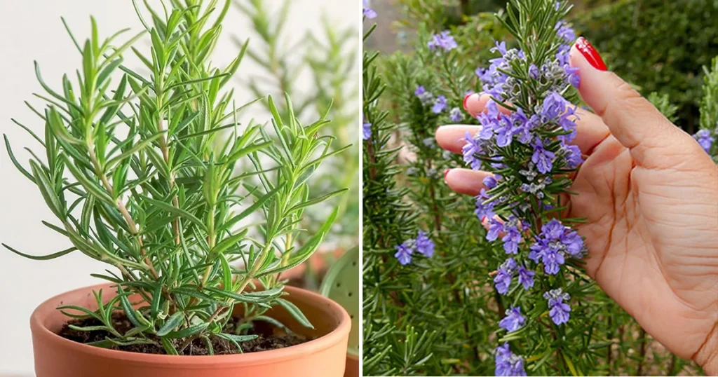 fare fiorire rosmarino