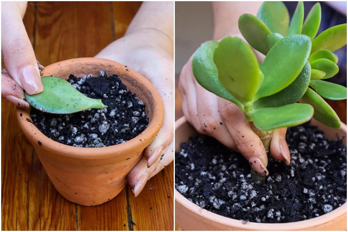how to cultivate jade plants using stem or leaf cuttings 1