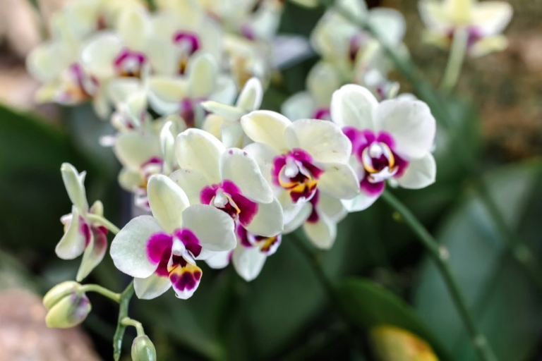 Pflege von Orchideen im Winter Tipps eines Gärtners für eine blühende