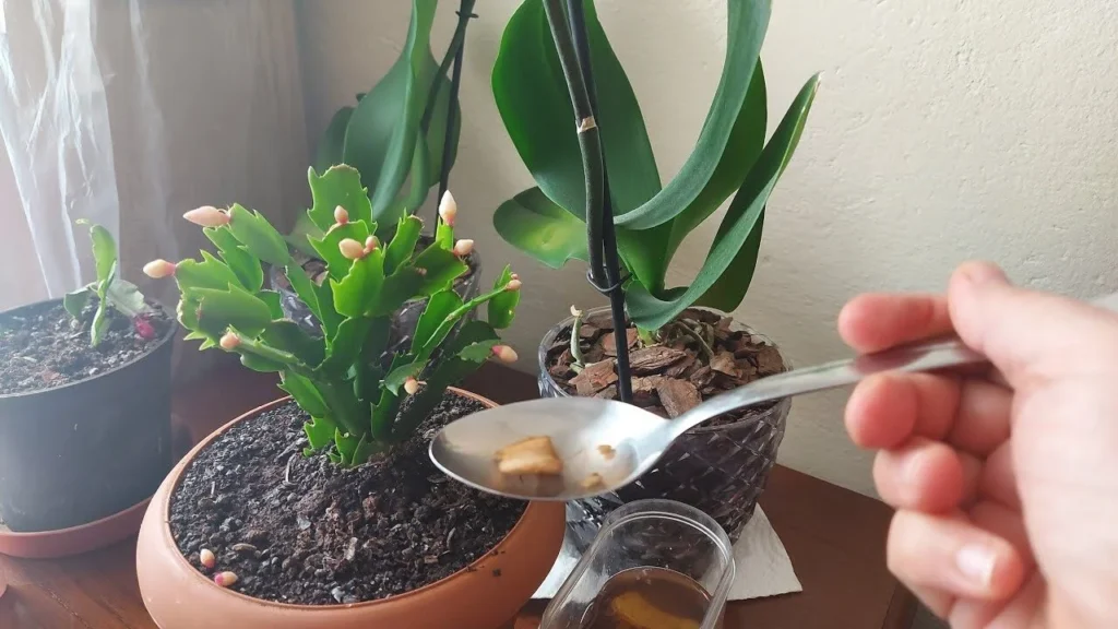 izbovky00 e1705827980840