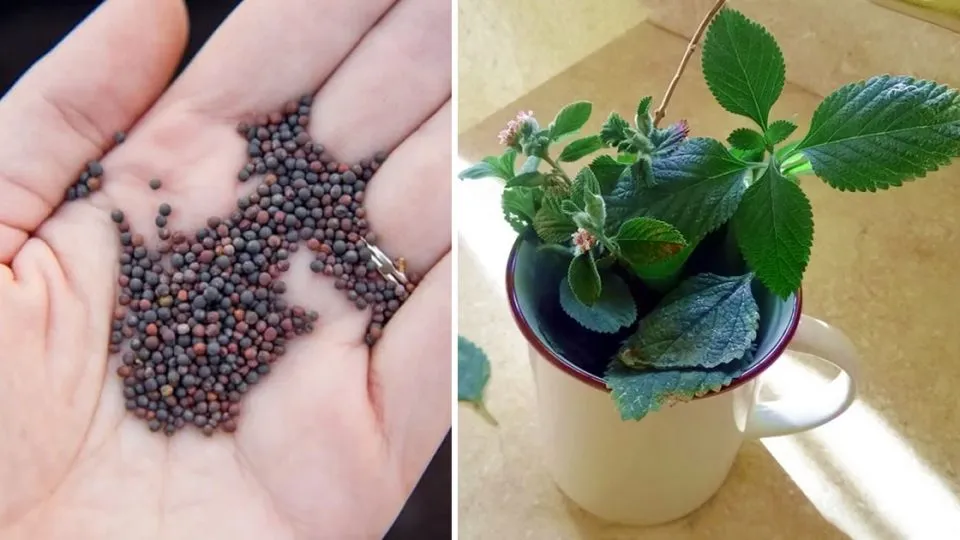 piantare menta tazza 1 960x540 1