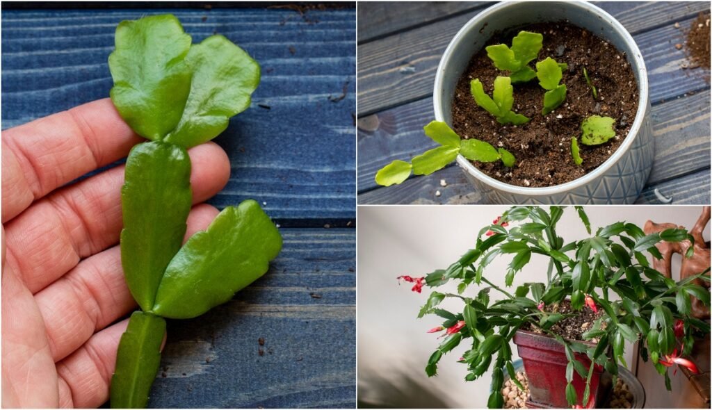 propagate christmas cactus collage