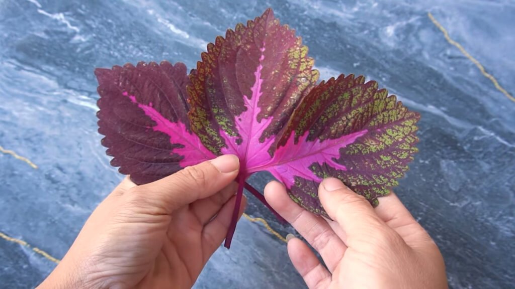 13 How to grow Solenostemon from colorful leaves for beginner