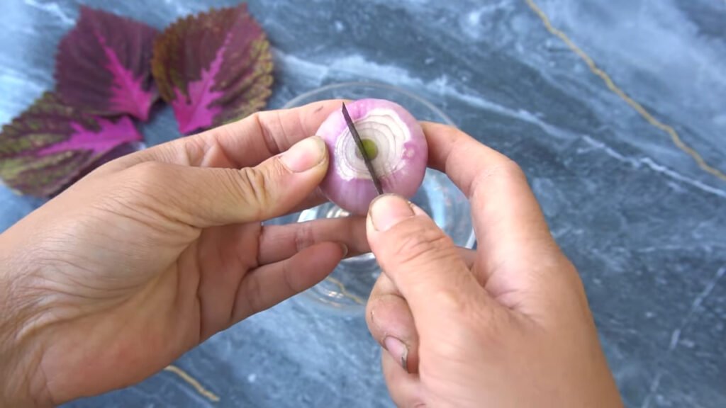 13 How to grow Solenostemon from colorful leaves for beginner 2