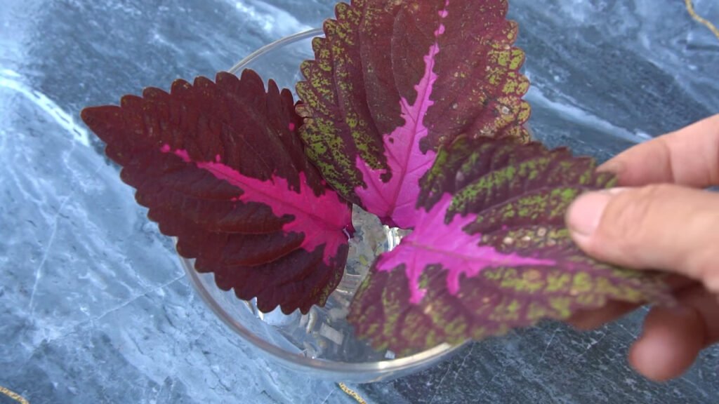 13 How to grow Solenostemon from colorful leaves for beginner 4