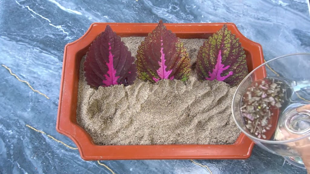 13 How to grow Solenostemon from colorful leaves for beginner 5