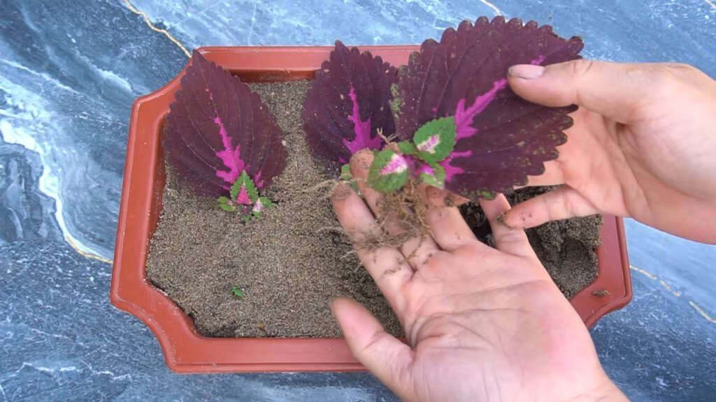 13 How to grow Solenostemon from colorful leaves for beginner 6