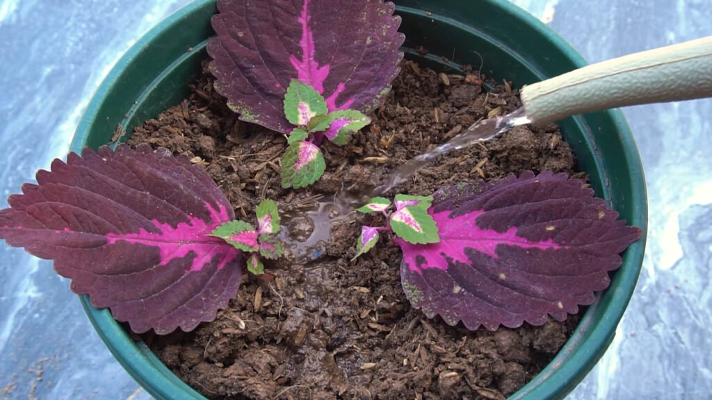 13 How to grow Solenostemon from colorful leaves for beginner 8