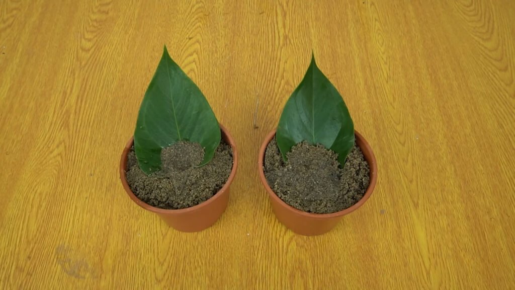 13 How to grow anthurium with leaves anthurium plant care 1
