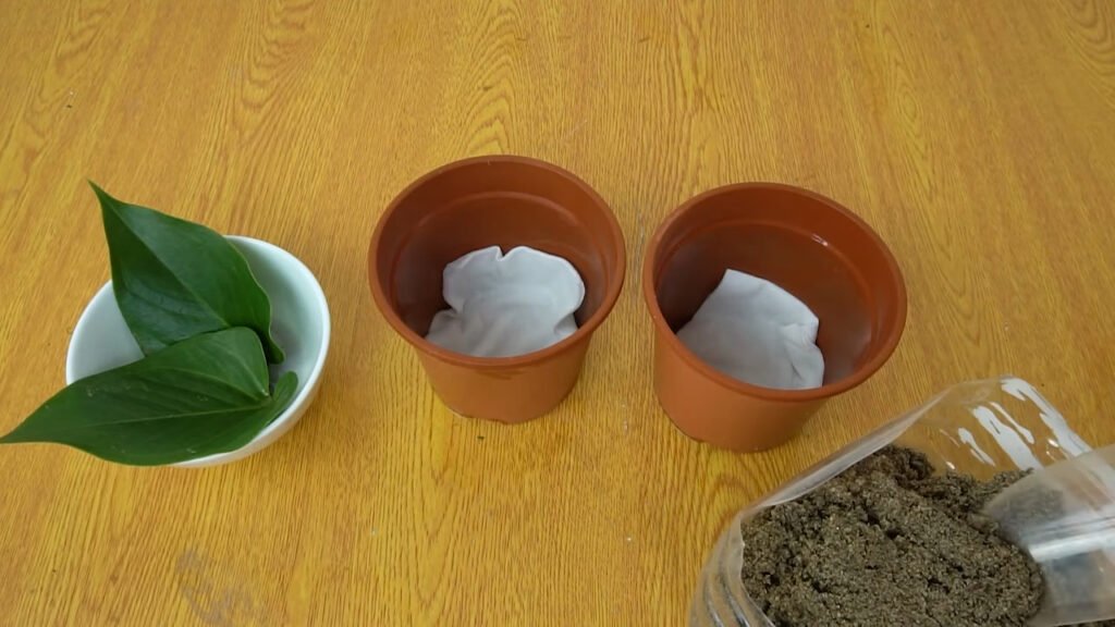 13 How to grow anthurium with leaves anthurium plant care