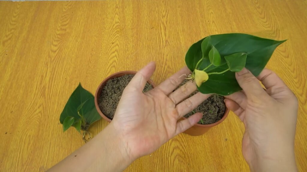 13 How to grow anthurium with leaves anthurium plant care 2