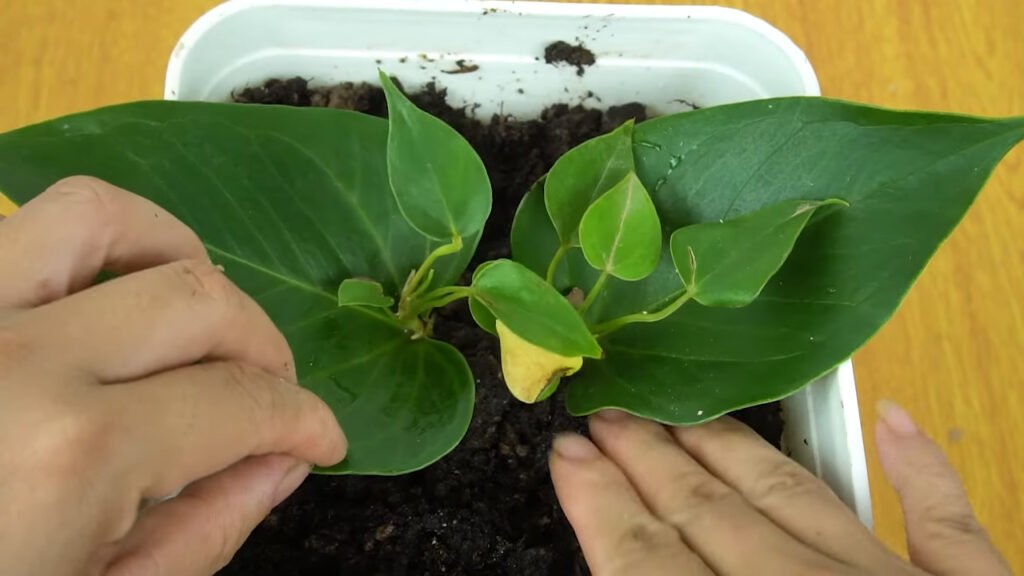 13 How to grow anthurium with leaves anthurium plant care 3