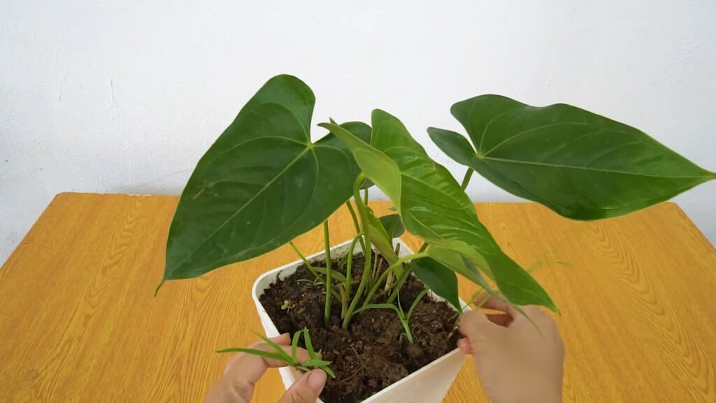 13 How to grow anthurium with leaves anthurium plant care 4
