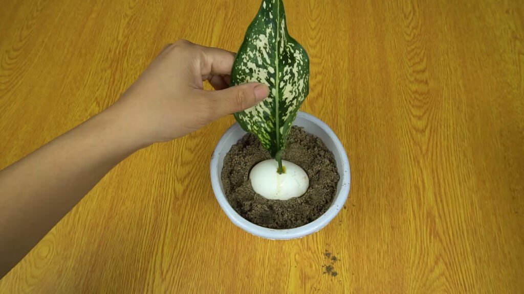 13 Technique of growing Aglaonema White Valentine in Eggs Beautiful cleaning the air of the room 1