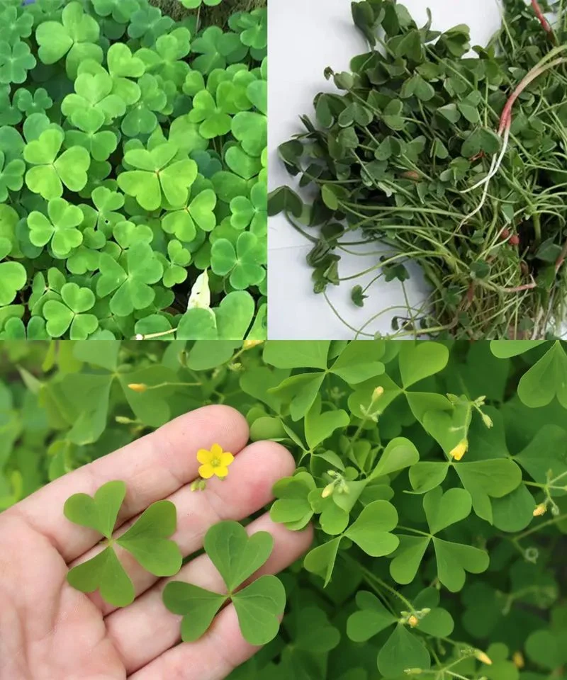 415517263 770064505139204 1977410516858853219 n