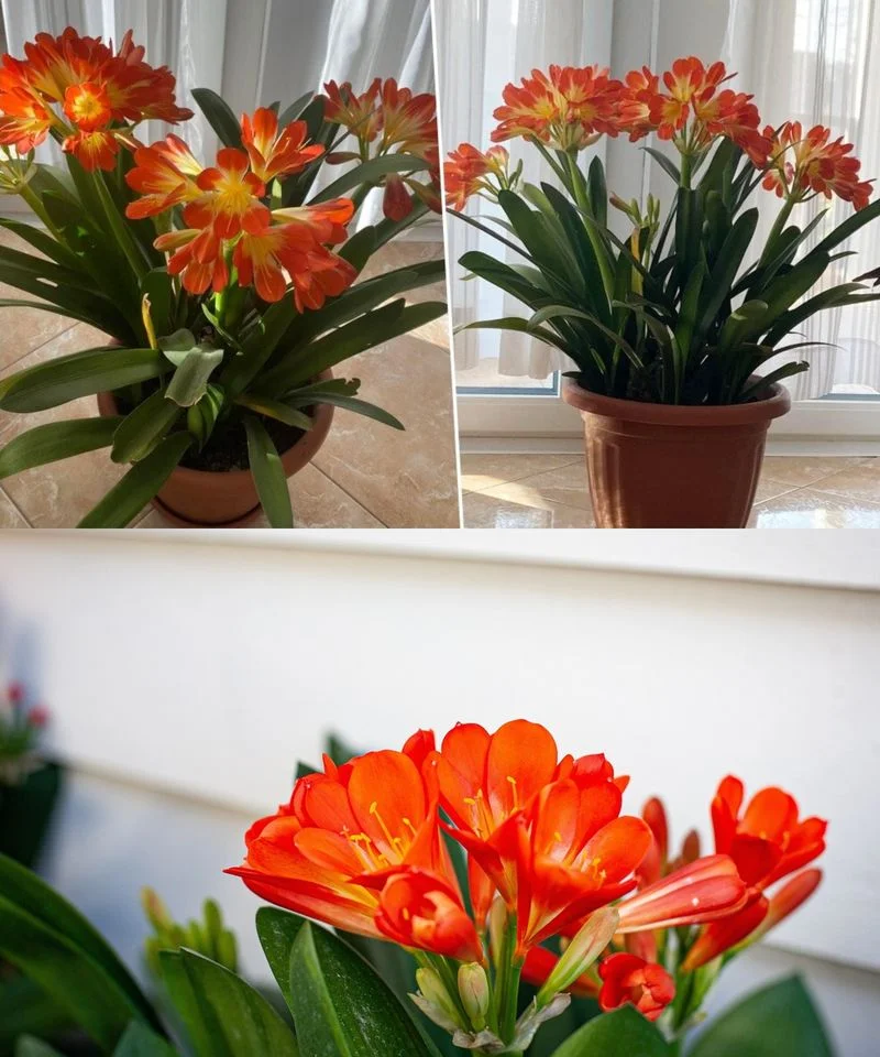 419018908 774378238041164 3192421965197026034 n