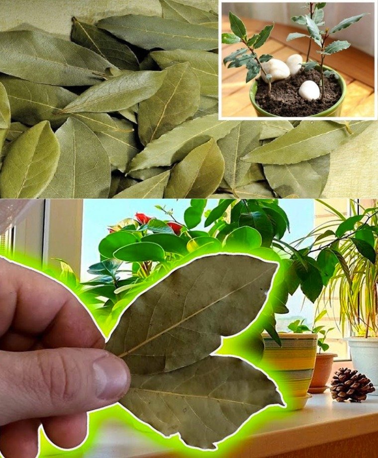 430135270 122145916784088525 6359126746486733401 n