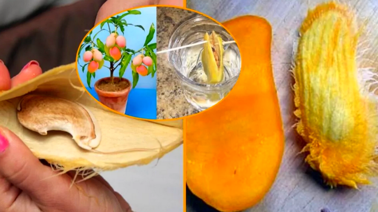 Comment planter une graine de mangue et la cultiver avec succes dans un pot