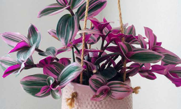 Design sans titre 98 1