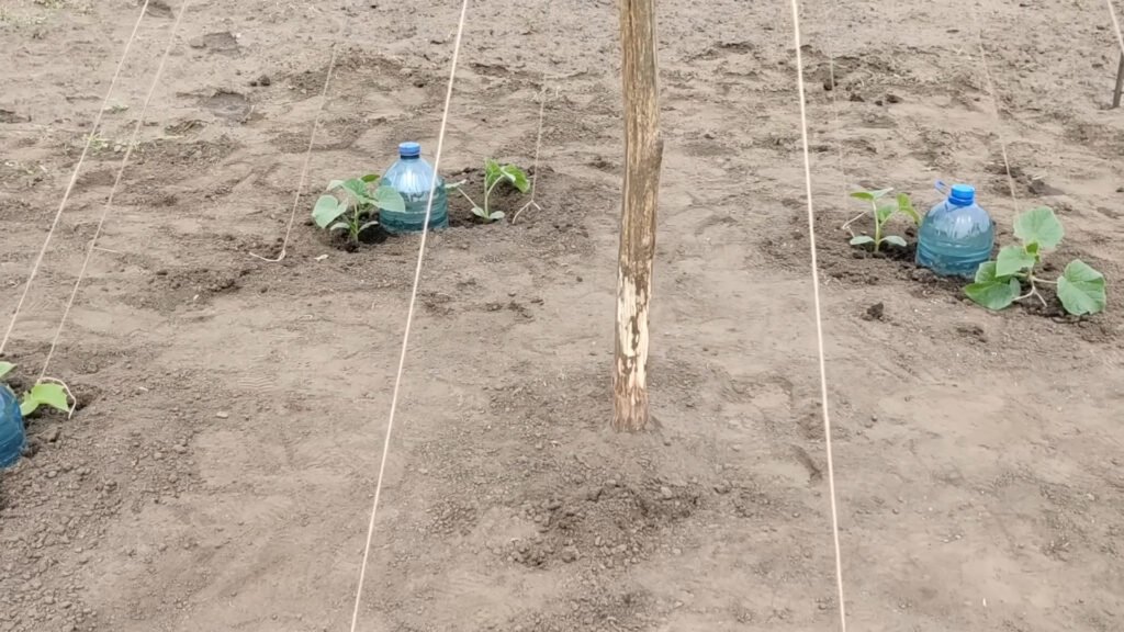 Growing CUCUMBERS Herringbone Part 1