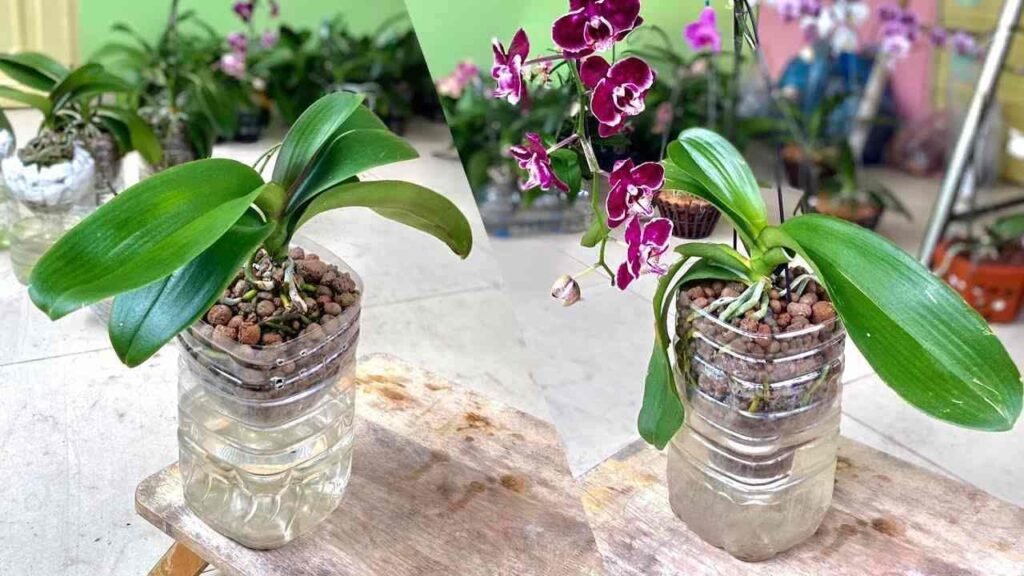 orchidea fioritura bottiglia