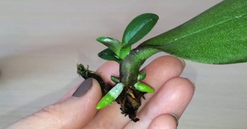 orchidea00