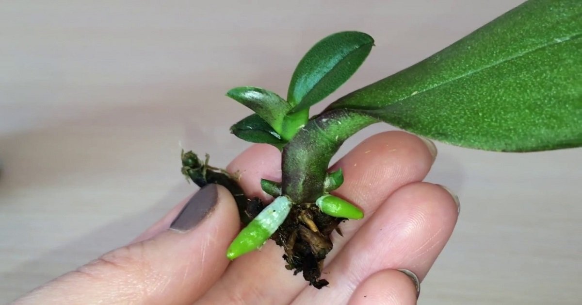 orchidea00