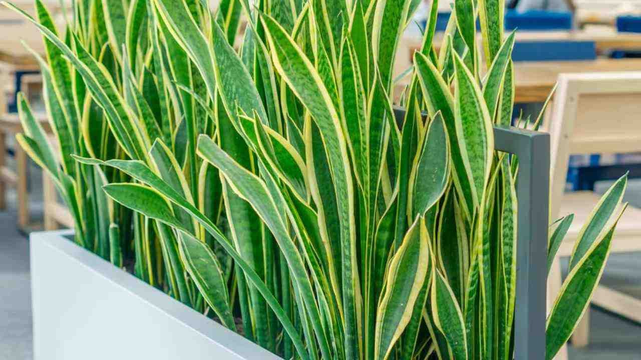 pianta miracolosa da appartamento