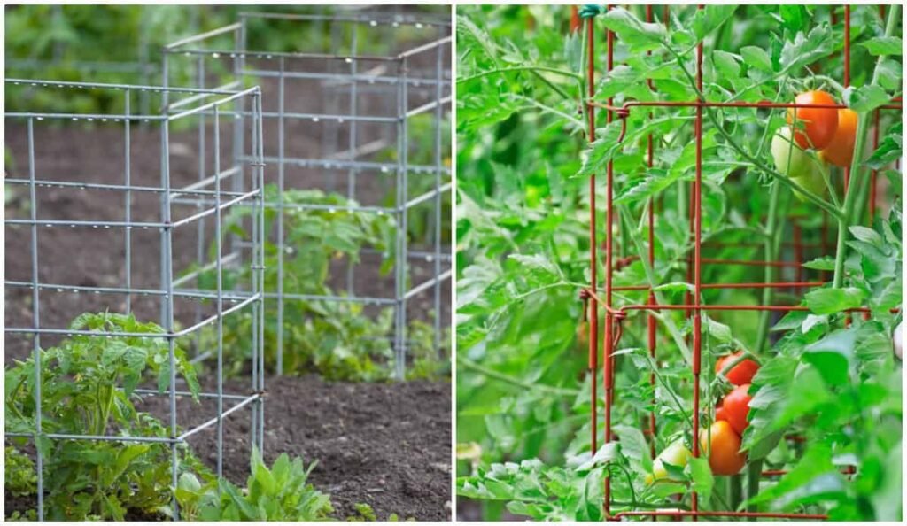 tomato cage feature