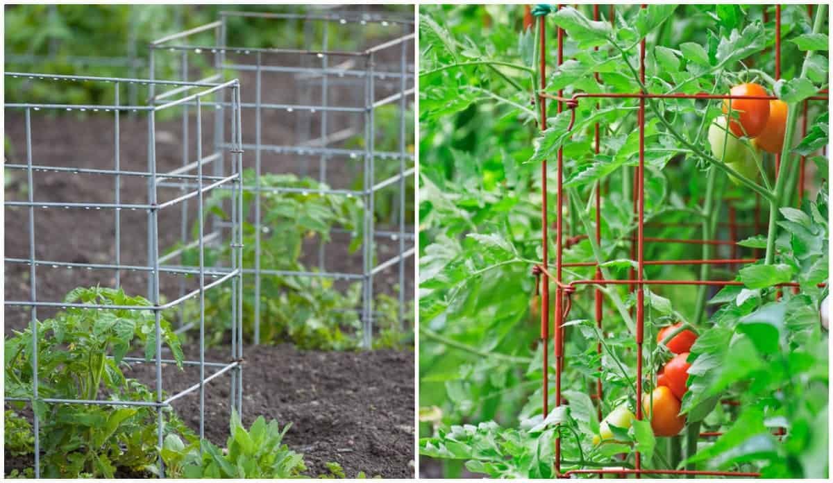 tomato cage feature
