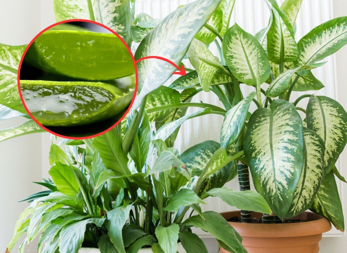 284d7bcb7779bfc775e7d0f026213fad 6ae3d6231a104f1b9694fd76c53e205f 1200x876 1