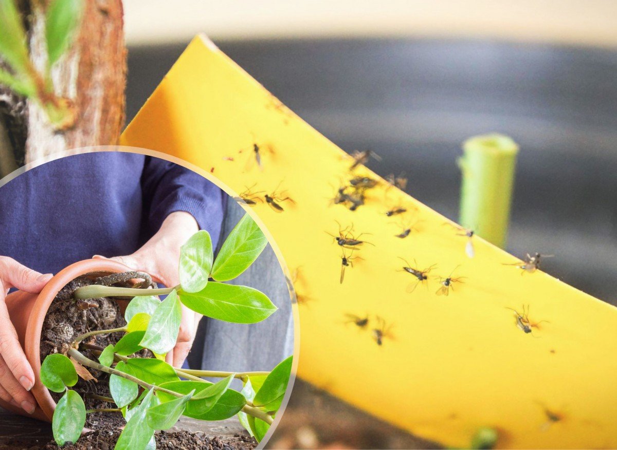 8f1e40c681bad26d352e7574e1f12b9b 72a68d6a2fa2357454172310f4370dfa 1200x876 1