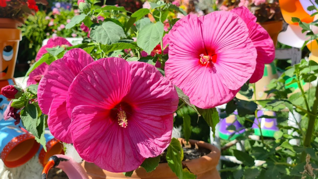 "Wie man Hibiskus im Topf anbaut und alle Pflegehinweise" Omas beste