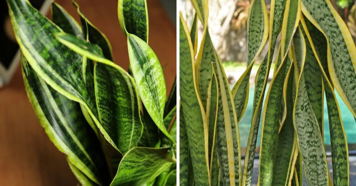 Warum rollen sich die Blätter einer Sansevieria ein und wie man das