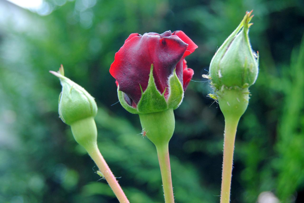 image 1061