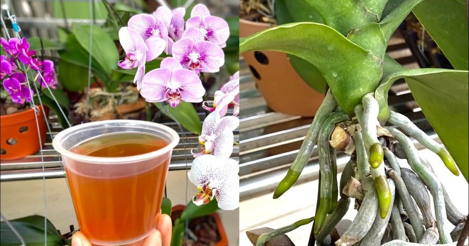 "Das Verwenden dieses Wassers zur Pflege von Orchideen wird dazu führen